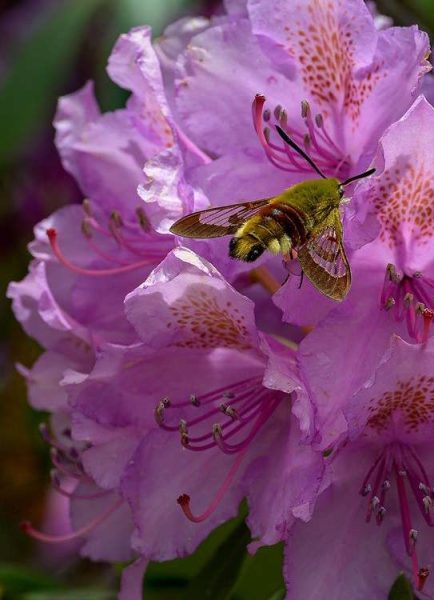 The pro-gardener’s secret to pruning rhododendron and getting a glorious bush