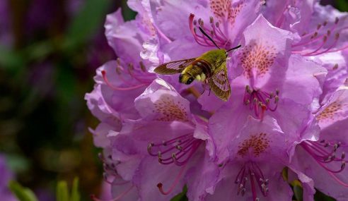 The pro-gardener’s secret to pruning rhododendron and getting a glorious bush