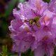 The pro-gardener’s secret to pruning rhododendron and getting a glorious bush