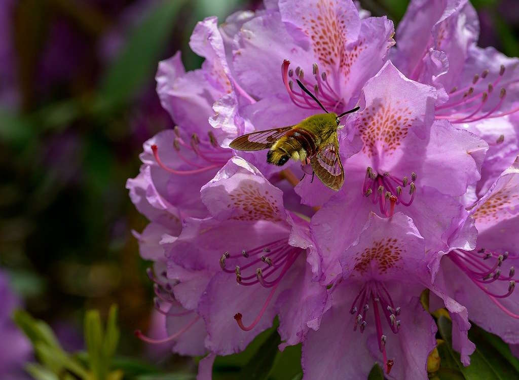 The pro-gardener’s secret to pruning rhododendron and getting a glorious bush