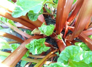 Rhubarb grub infestation