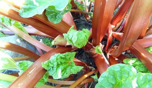 Rhubarb grub infestation