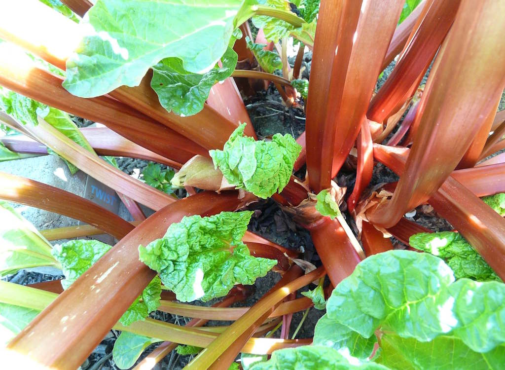 Rhubarb stalks turning red and ripe for picking.