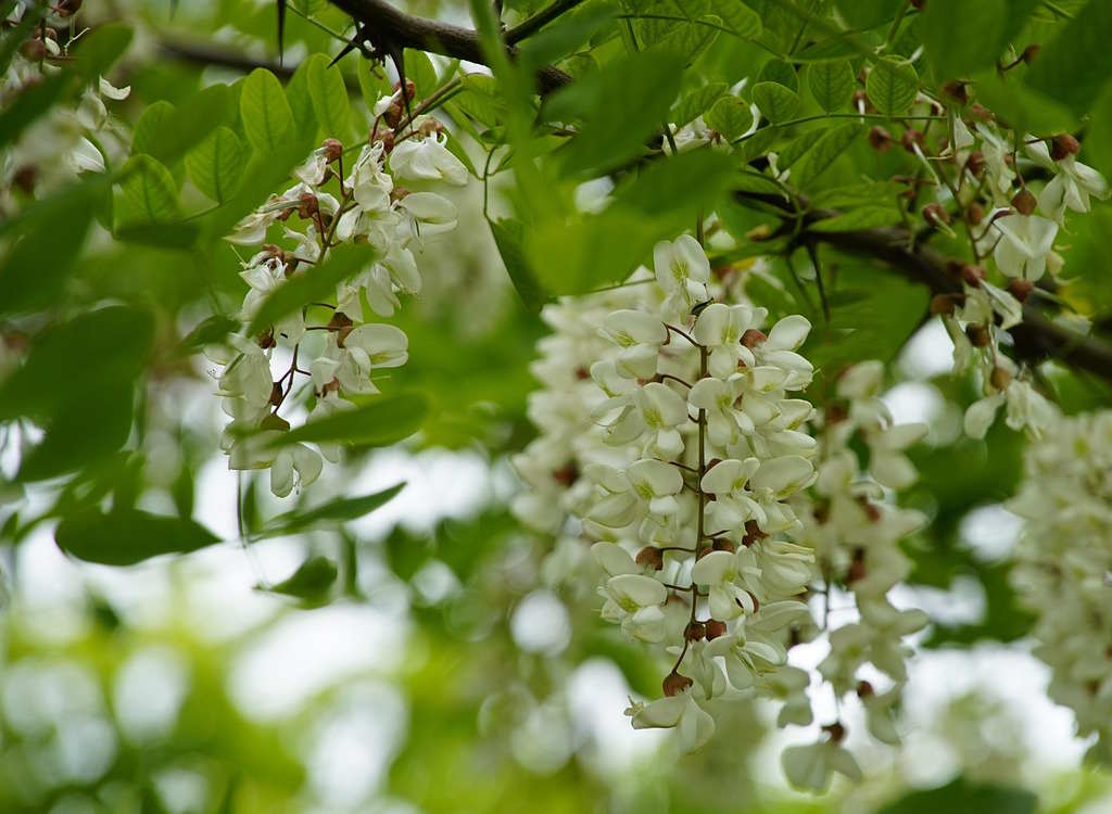 Robinia tree white blooms.