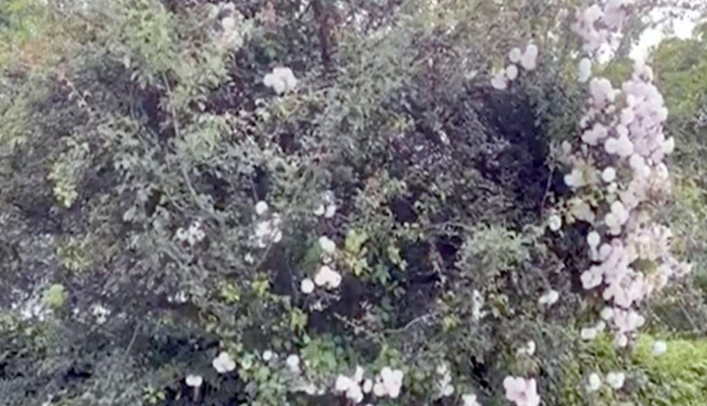Roses grown into trees