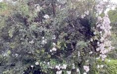 Roses grown into trees 