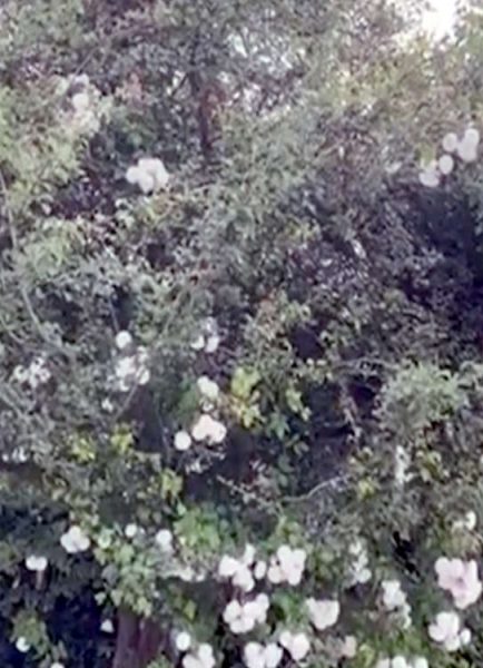 Roses grown into trees 