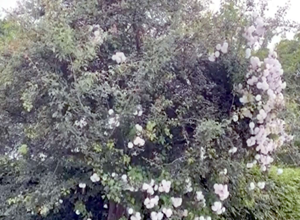 Roses grown into trees 