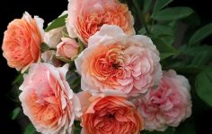 New app to help choose the right roses for your garden