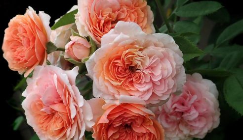 New app to help choose the right roses for your garden