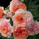 New app to help choose the right roses for your garden