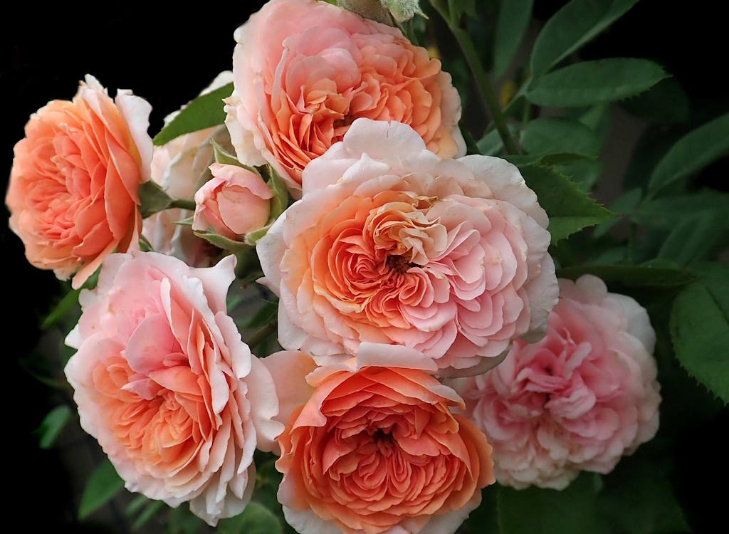 A collection of cultivated rose blooms apricot in colour.