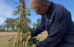 How to collect runner and french bean seeds