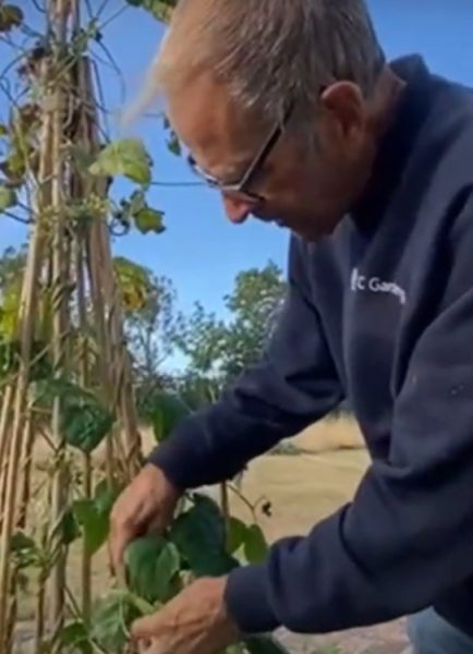 How to collect runner and french bean seeds