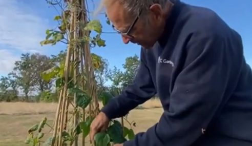 How to collect runner and french bean seeds