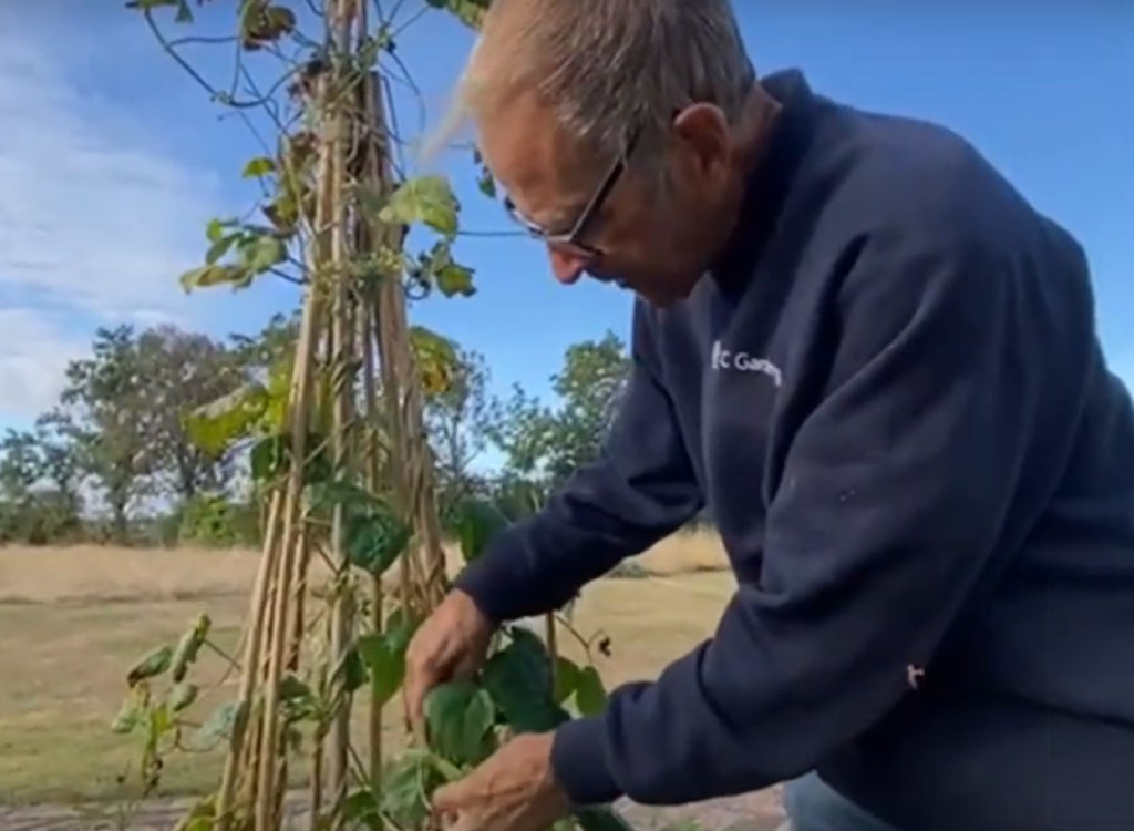 Ken collects runner bean seeds.