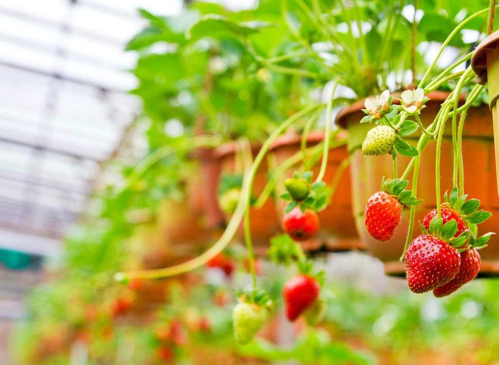 Strawberries growing in hanging baskets.