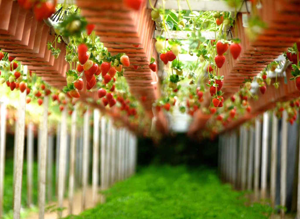 Strawberries are ripe and ready to pick as they hang down from table tops.