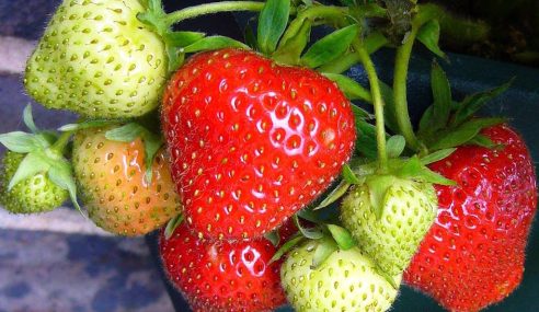 Tiptree – May
