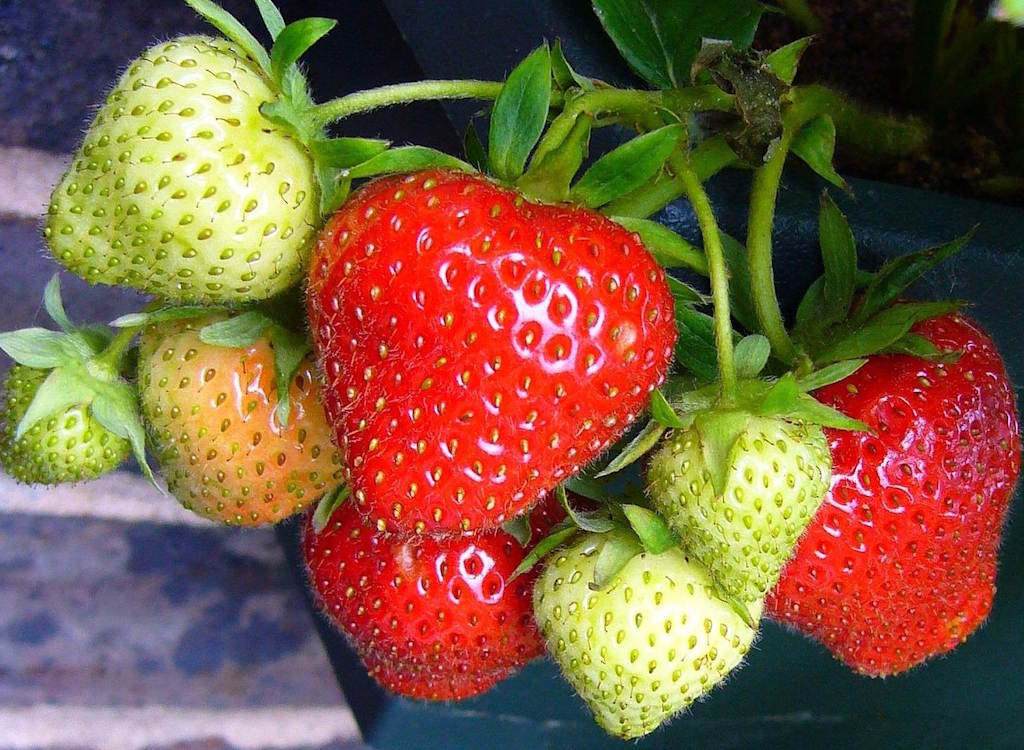 Strawberries starting to ripen on a plant.