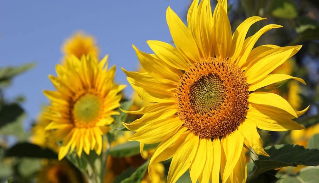 Sunflower with yellow leaves