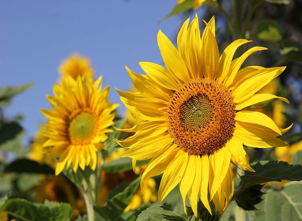 Two sunflowers grow next to each other in a garden.