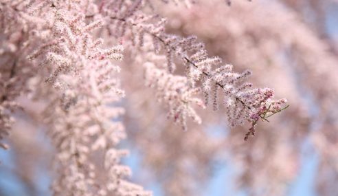 Tamarisk shrubs