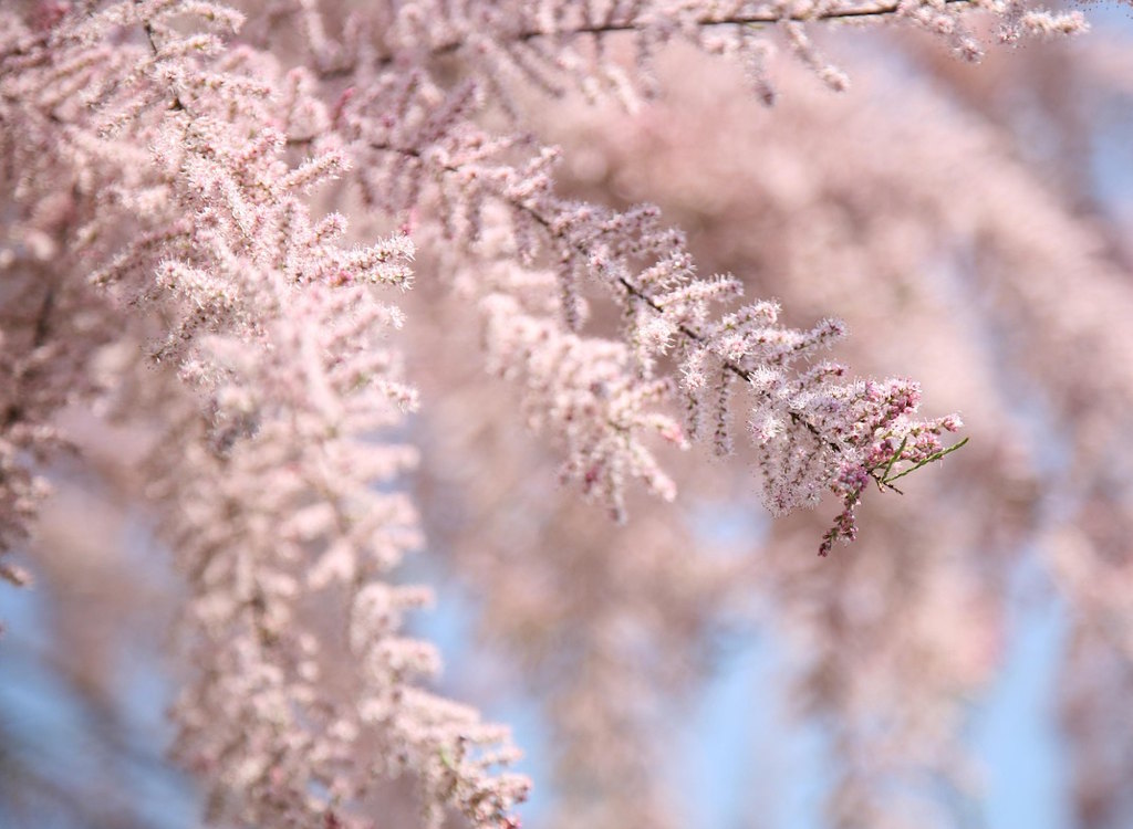 Tamarisk shrubs