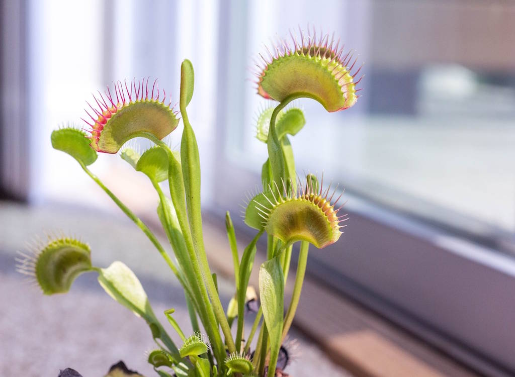 A Venus fly trap on a window sill awaiting its prey.