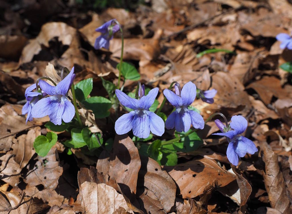 Violas in bloom.