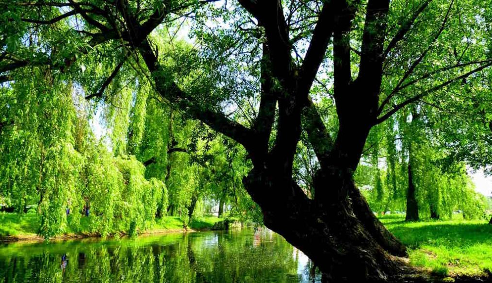 When to prune willow