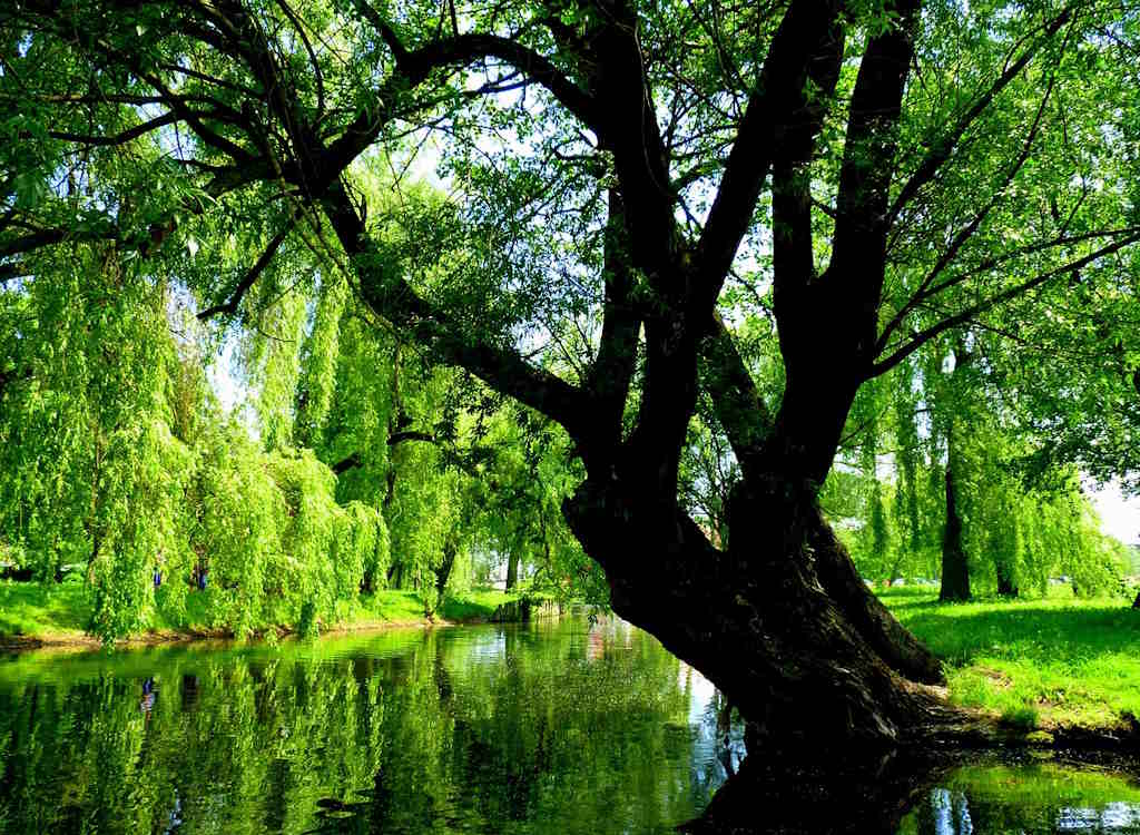 A selection of weeping willow trees by a lake.