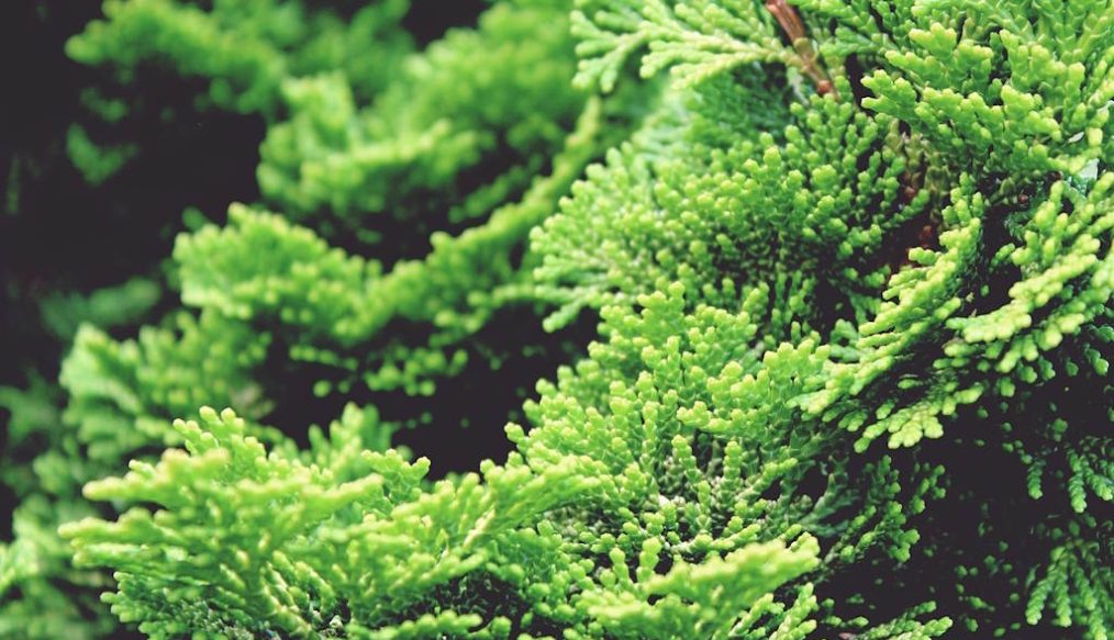 Conifer growing tips