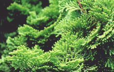 Conifer growing tips