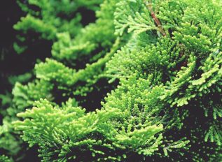 Conifer growing tips