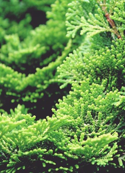 Conifer growing tips