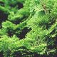 Conifer growing tips