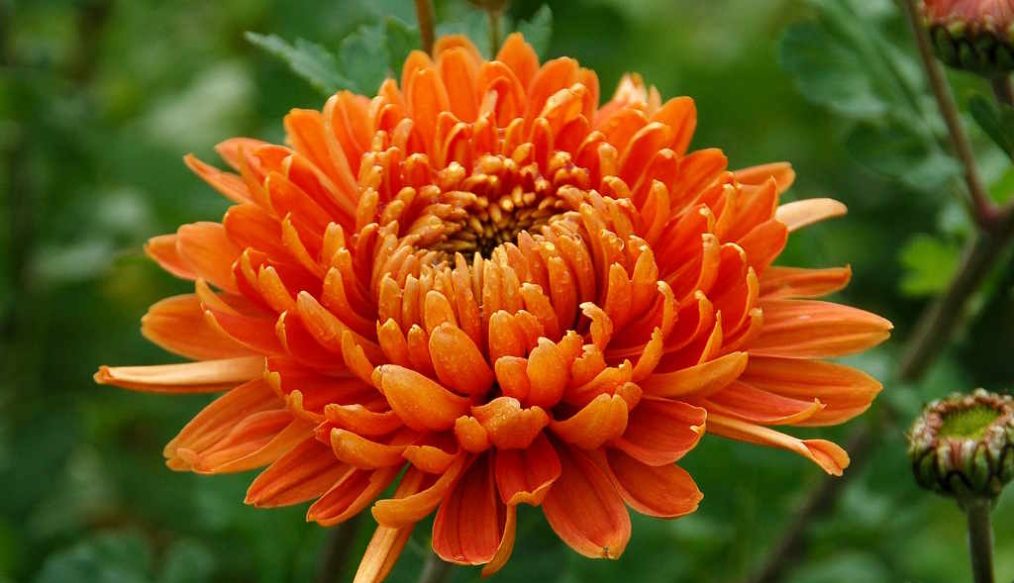 Chrysanthemums on the vegetable plot