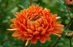 Chrysanthemums on the vegetable plot