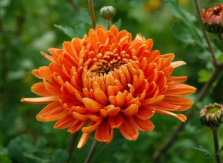 Chrysanthemums on the vegetable plot