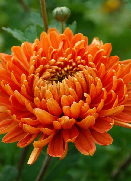 Chrysanthemums on the vegetable plot