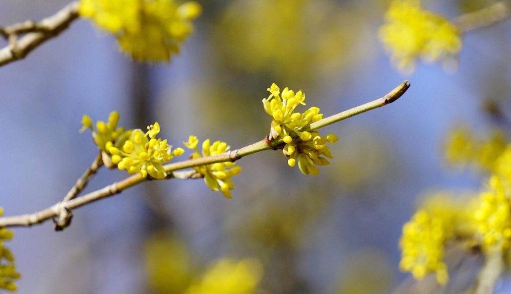 Planting ideas: Cornus mas or cornelian cherry has yellow flowers