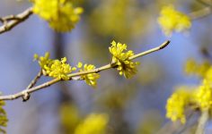 Planting ideas: Cornus mas or cornelian cherry has yellow flowers