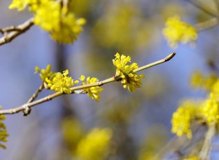 Planting ideas: Cornus mas or cornelian cherry has yellow flowers
