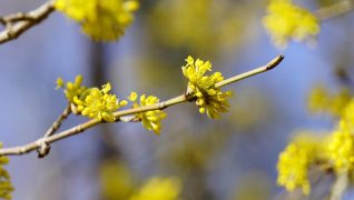 Planting ideas: Cornus mas or cornelian cherry has yellow flowers