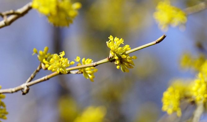 Planting ideas: Cornus mas or cornelian cherry has yellow flowers
