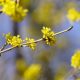 Planting ideas: Cornus mas or cornelian cherry has yellow flowers