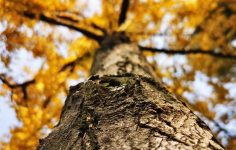 Markshall estate and arboretum