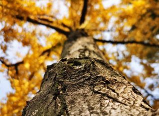 Markshall estate and arboretum