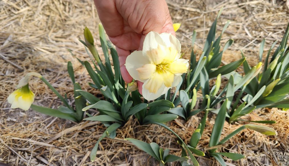Daffodil showcase of varieties
